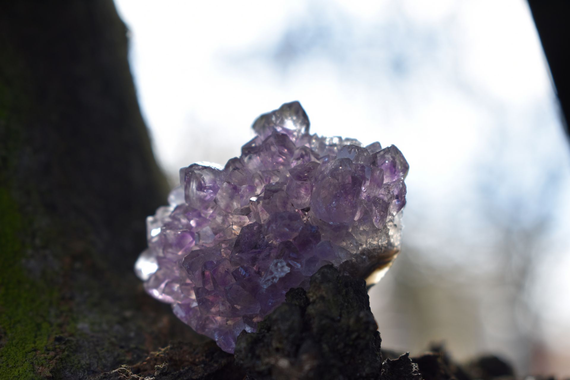 Fioletowe westchnienie