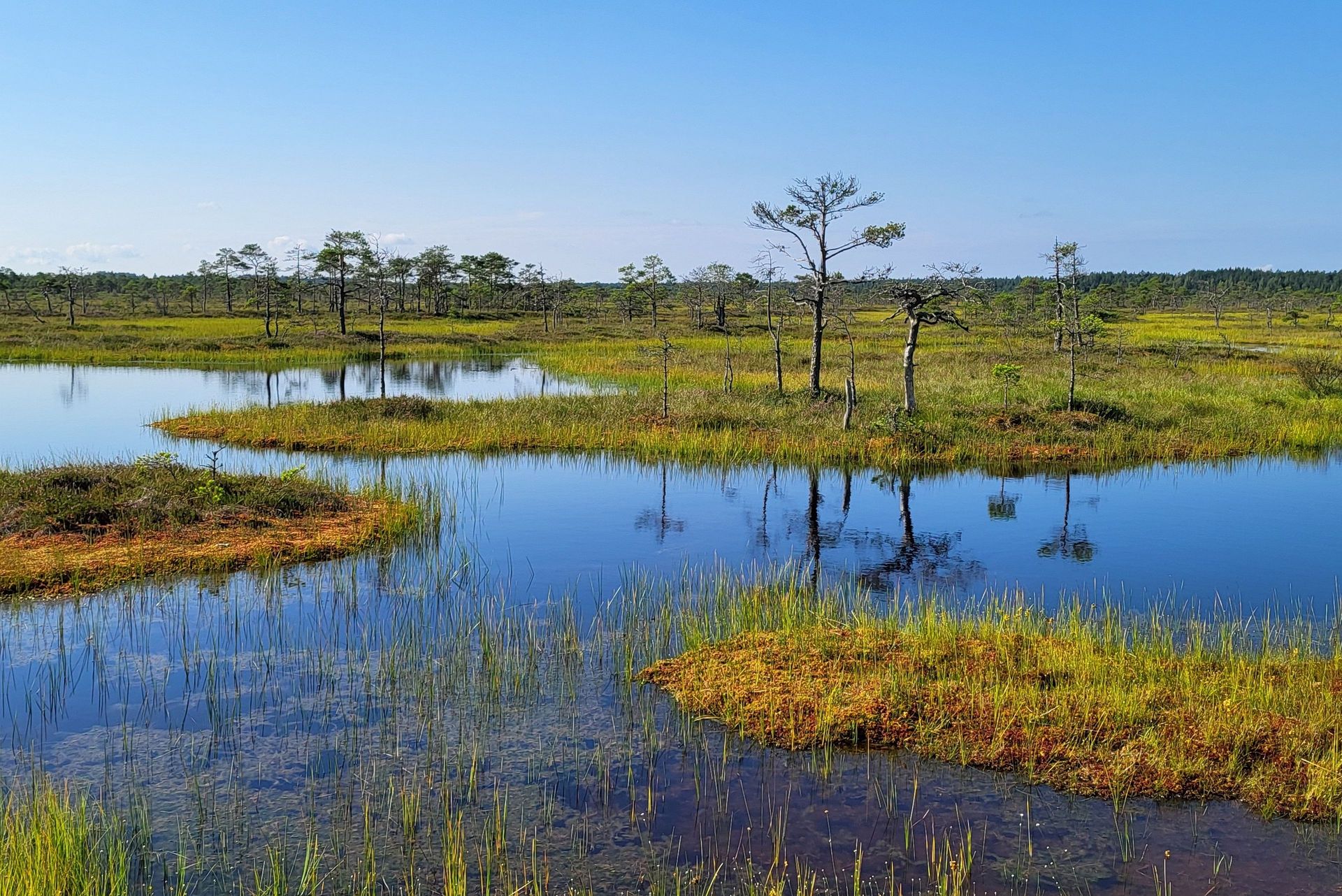 Tajemnice torfowiska
