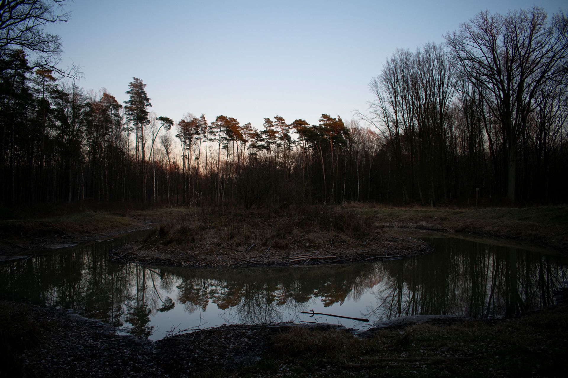 Jezioro gęstego lasu