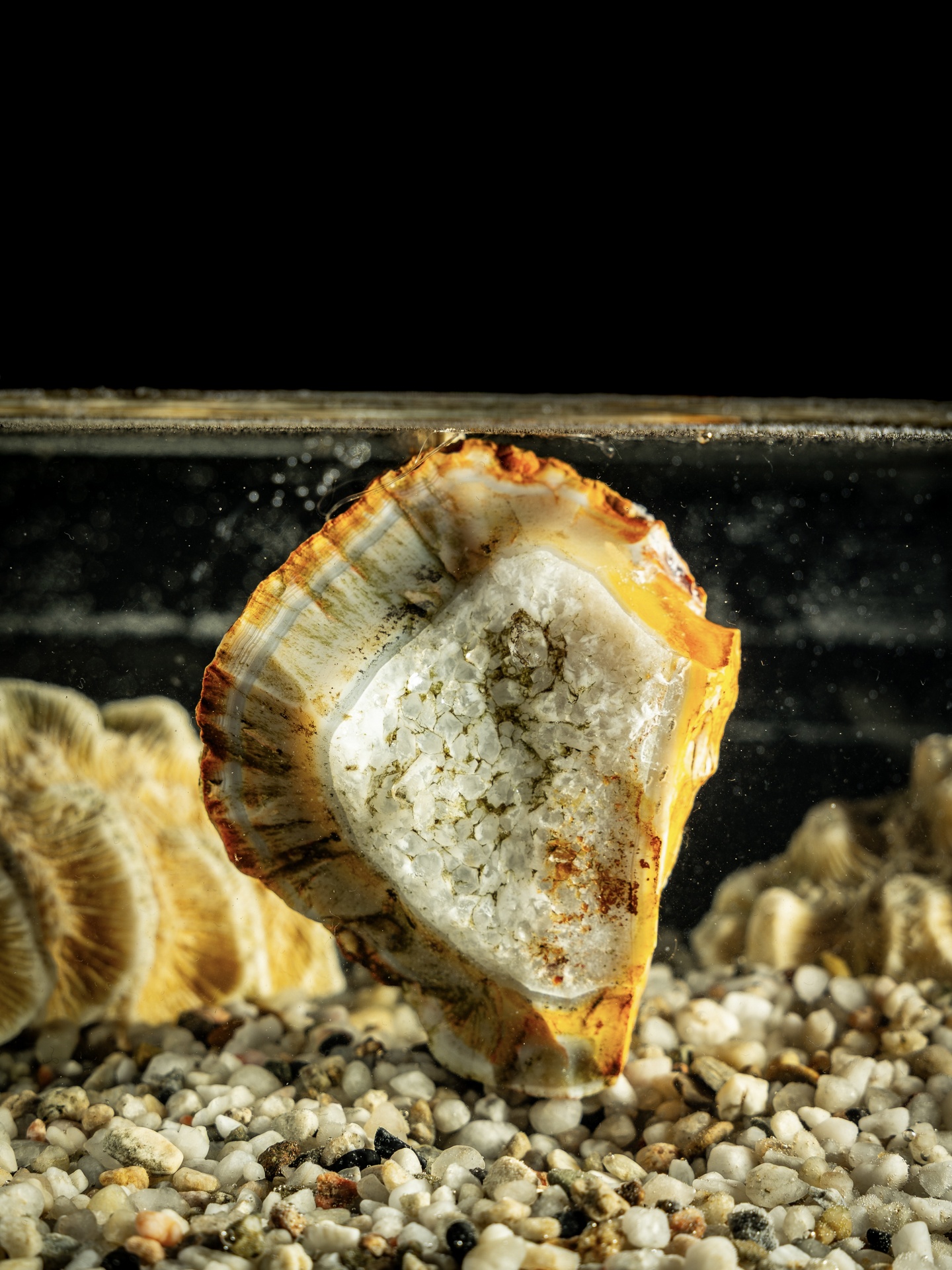 Mineralne serce oceanu