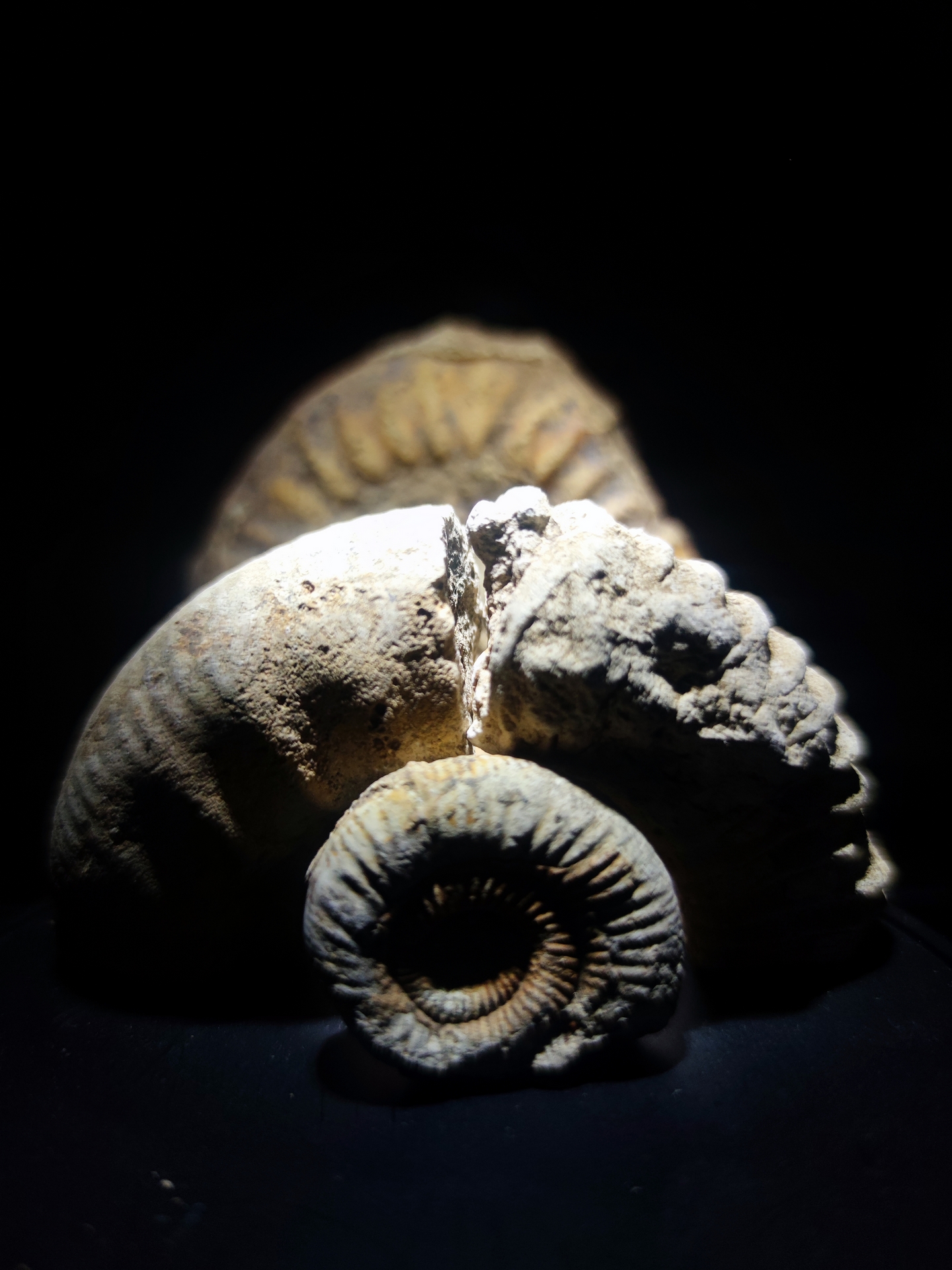 Jurajskie skamieliny