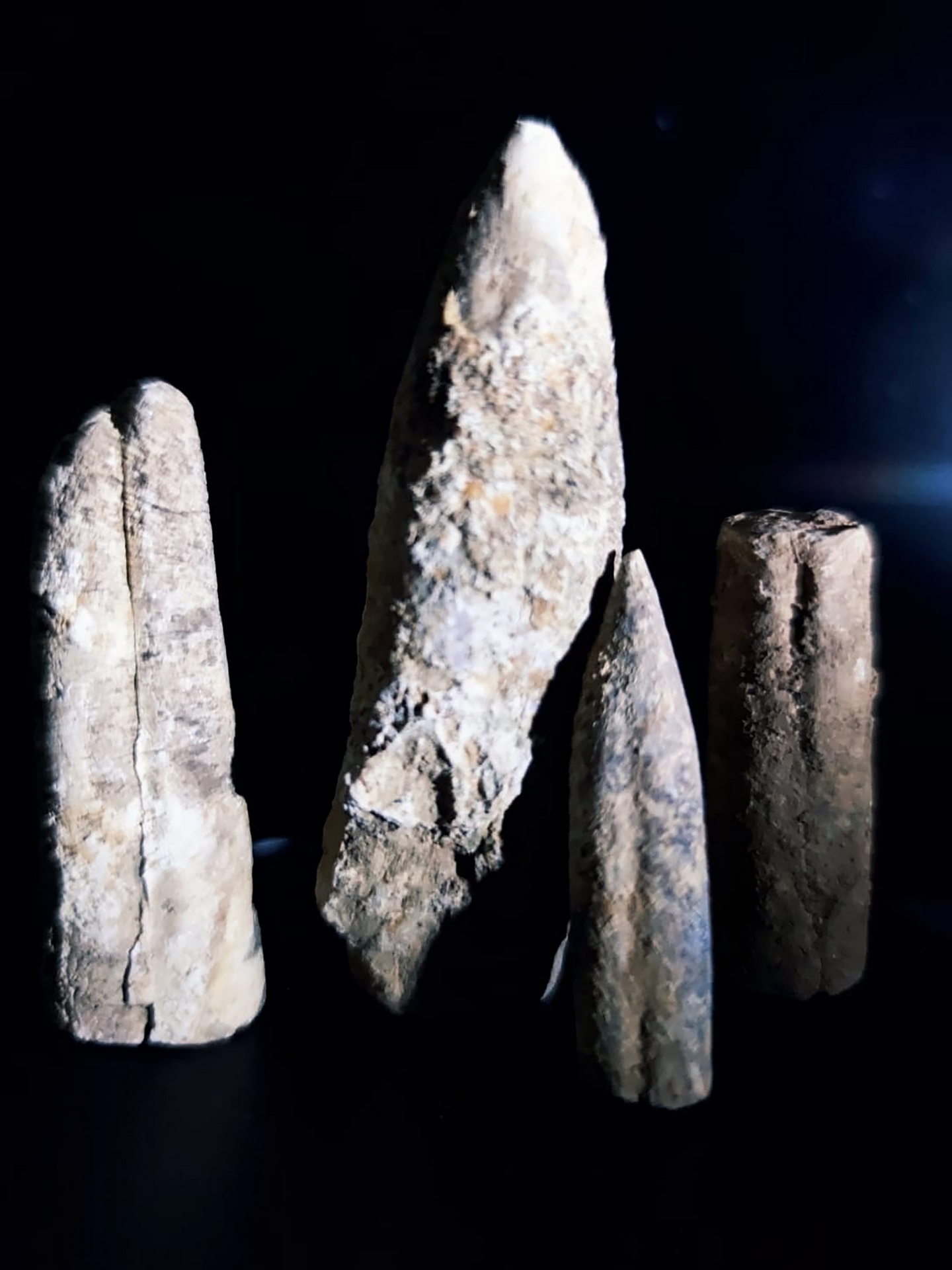 Jurajskie skamieliny