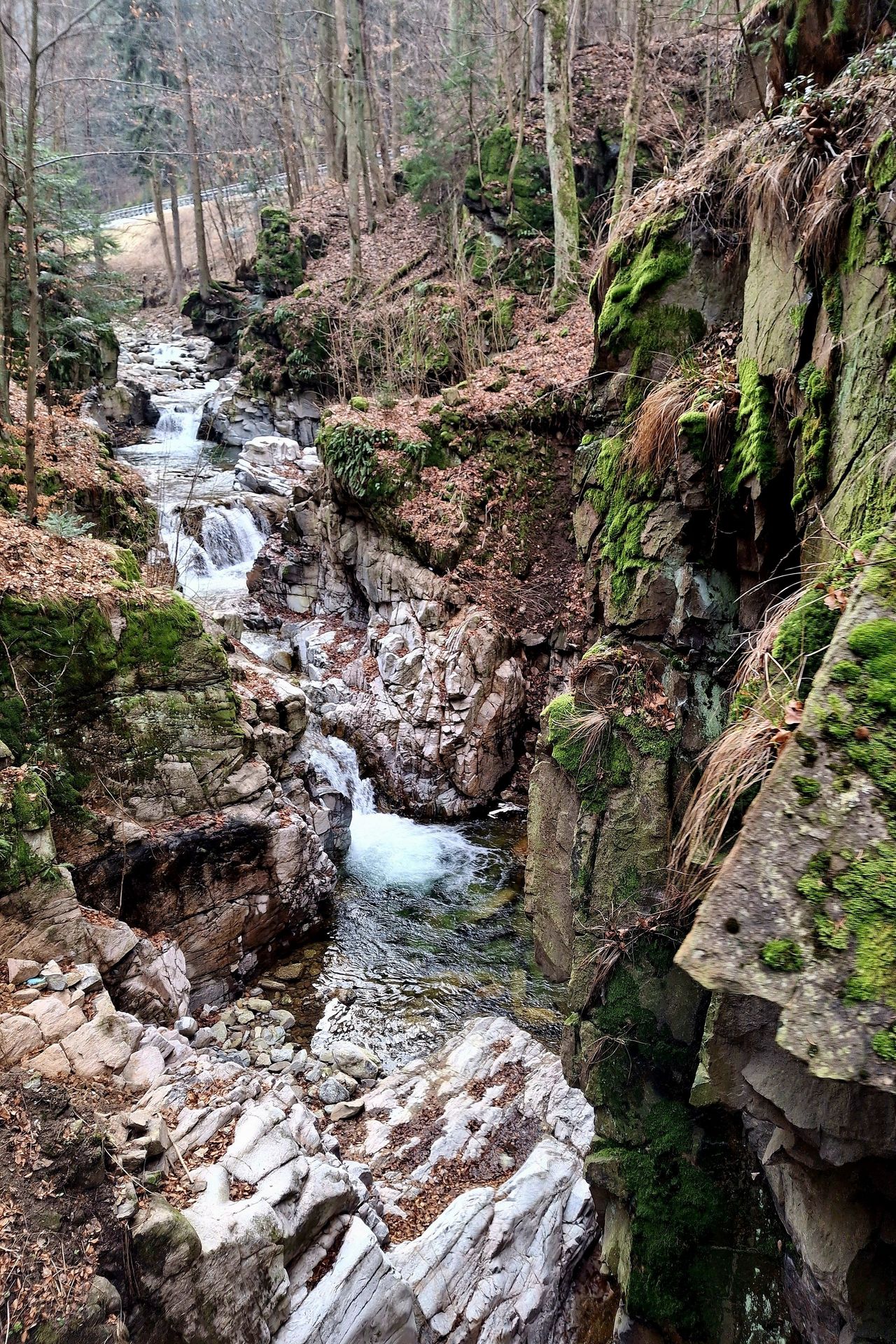 Tajemnica leśnego strumienia