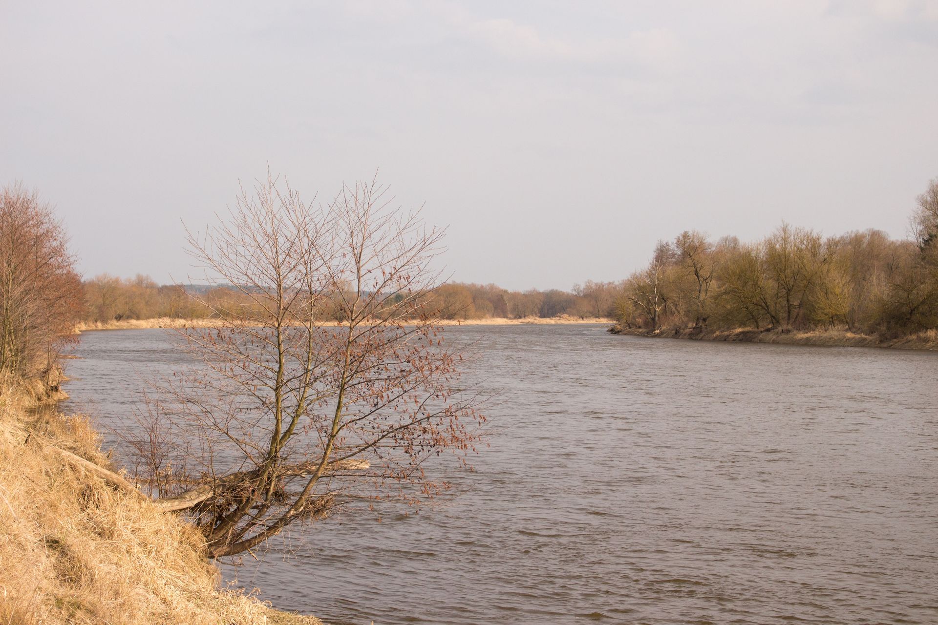 Chyląc się ku wodzie... zakole Bugu