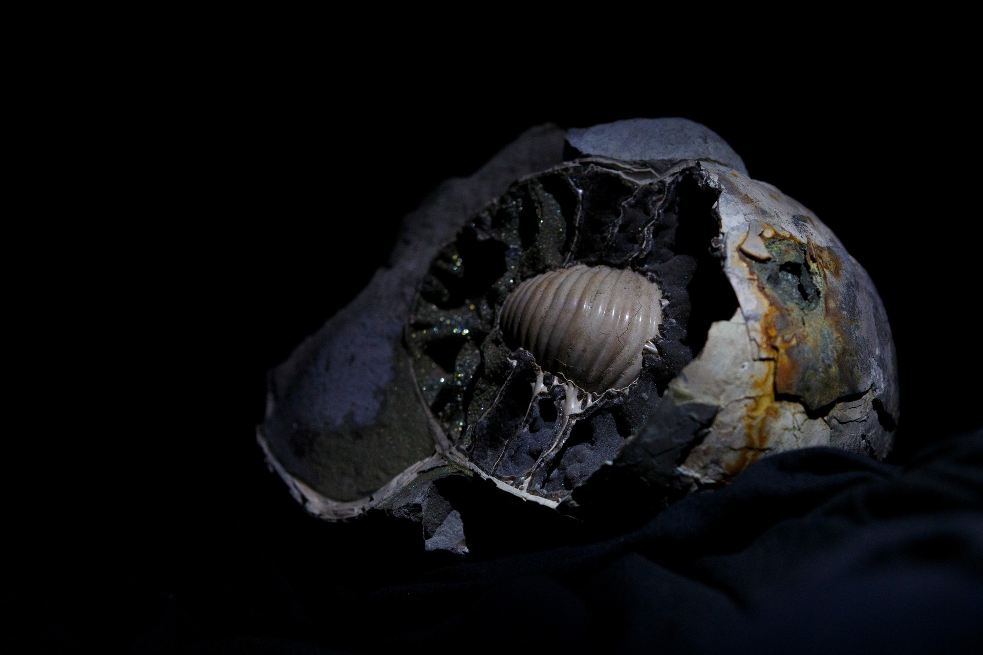 Skarb Ziemi łukowskiej