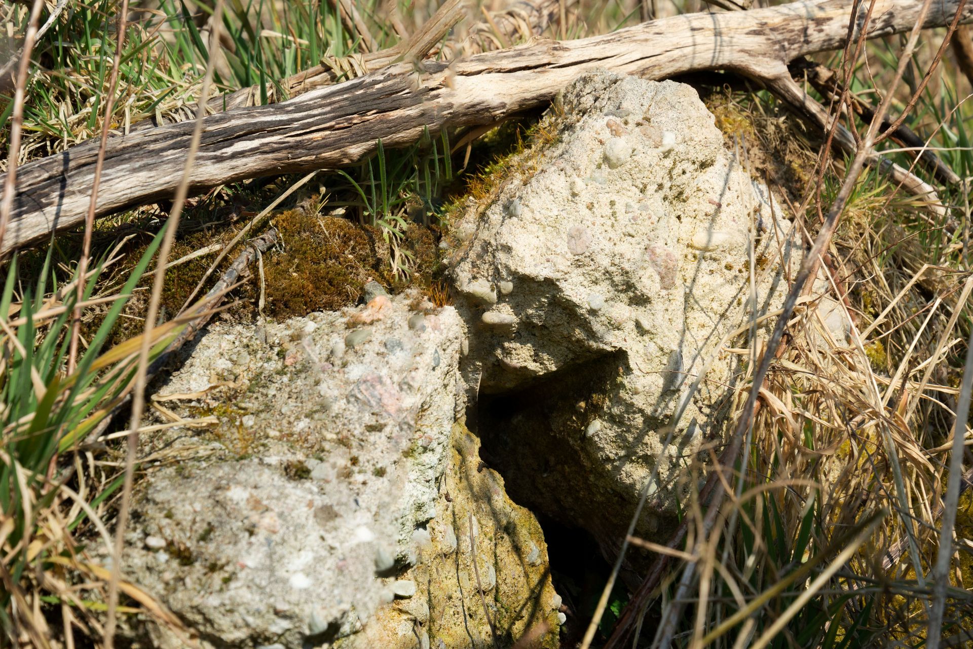 Skryte spotkanie skały i flory
