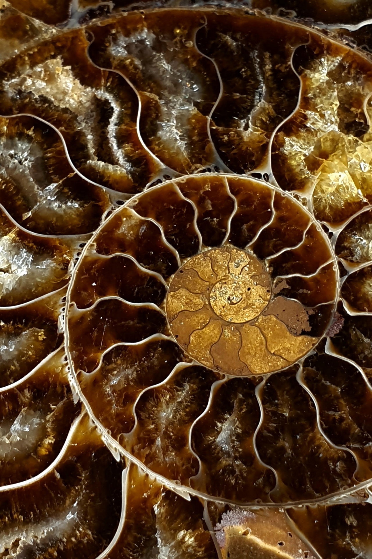 Spirala fibonacciego