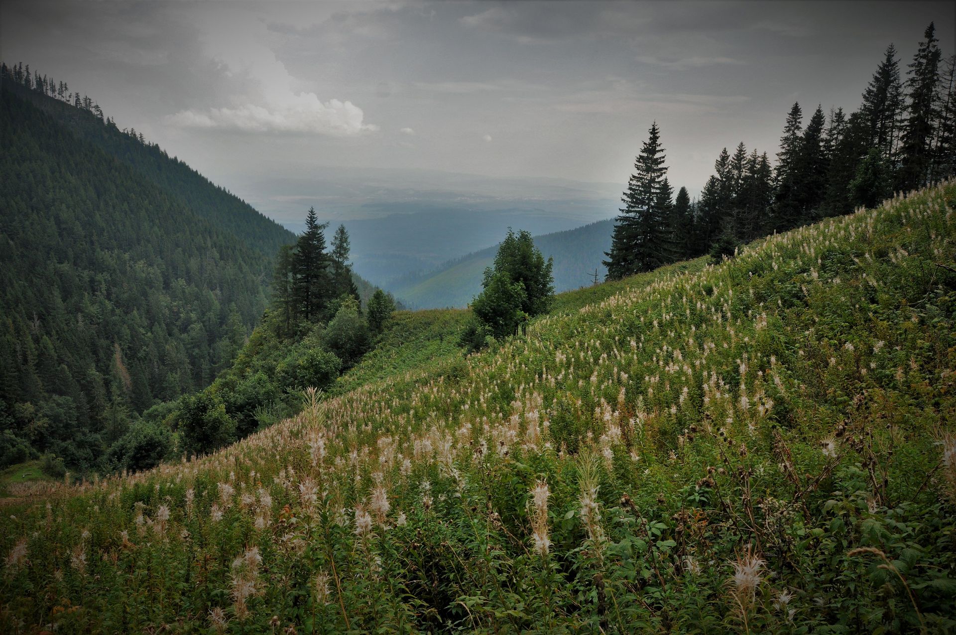 Kwiaty w cieniu szczytów