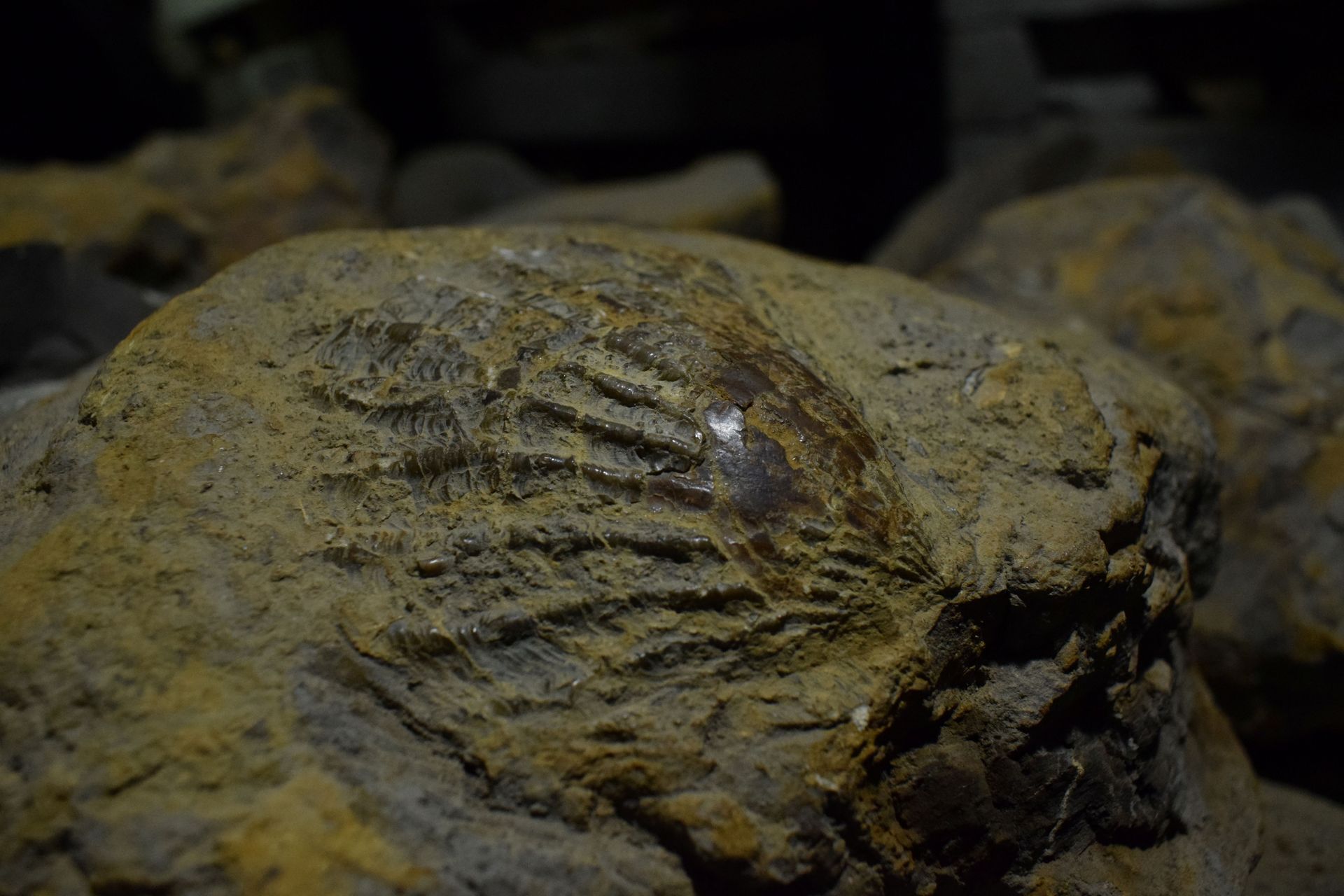 Skalisty ślad czasu