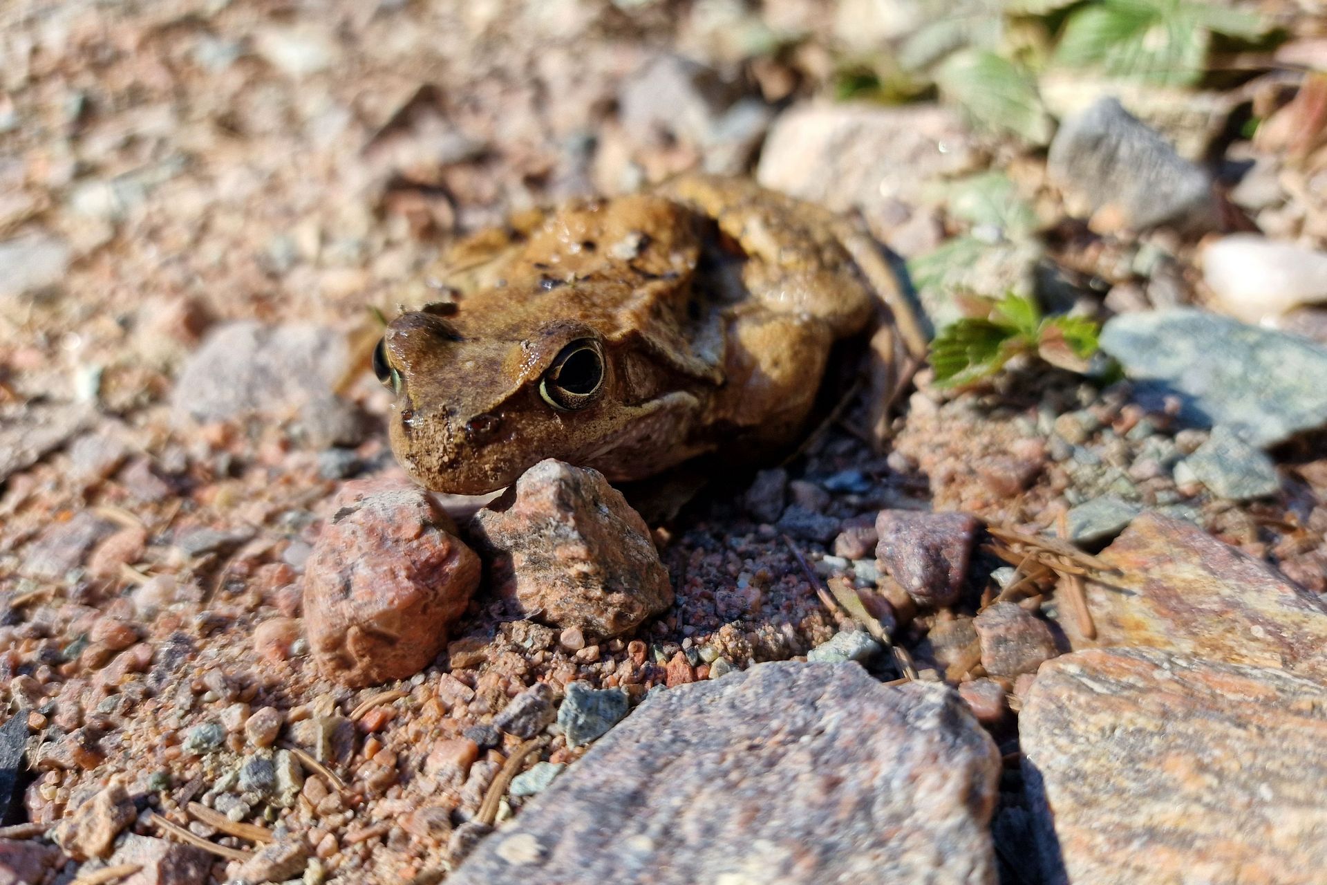  	 Żabi Geolog Wśród Kamieni