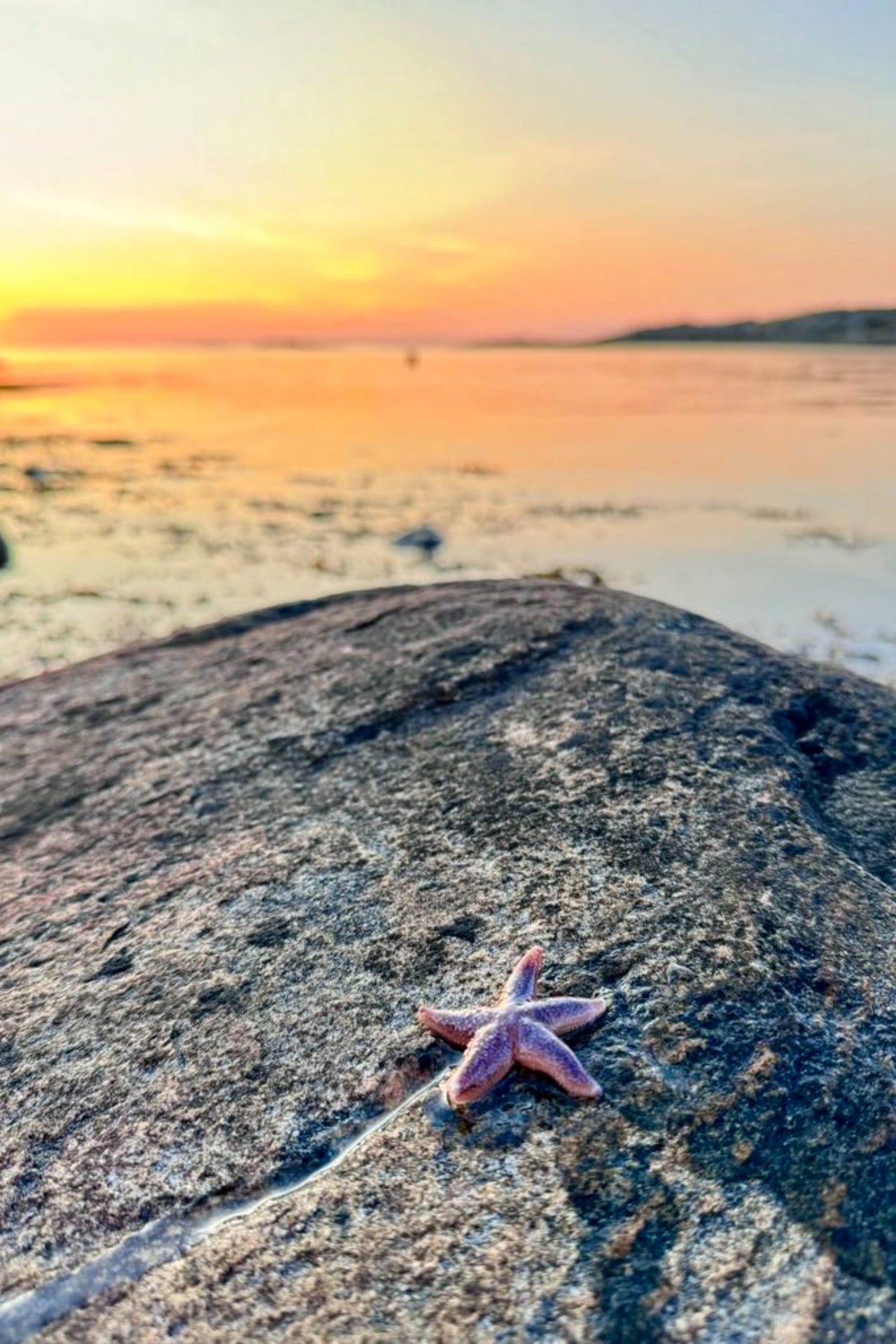 Skrawek życia podwodnego w życiu codziennym