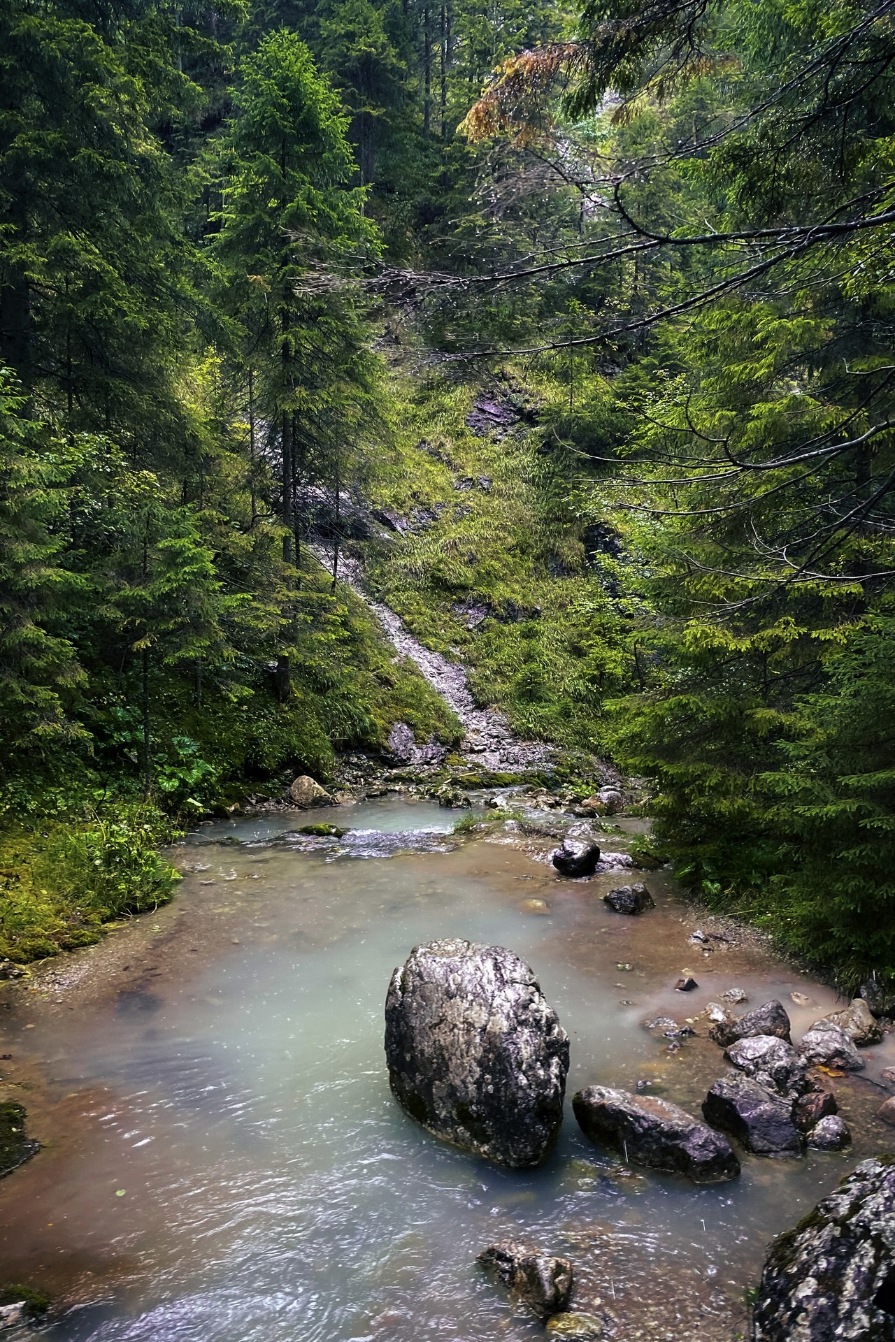 Szmaragdowy strumyk wśród drzew