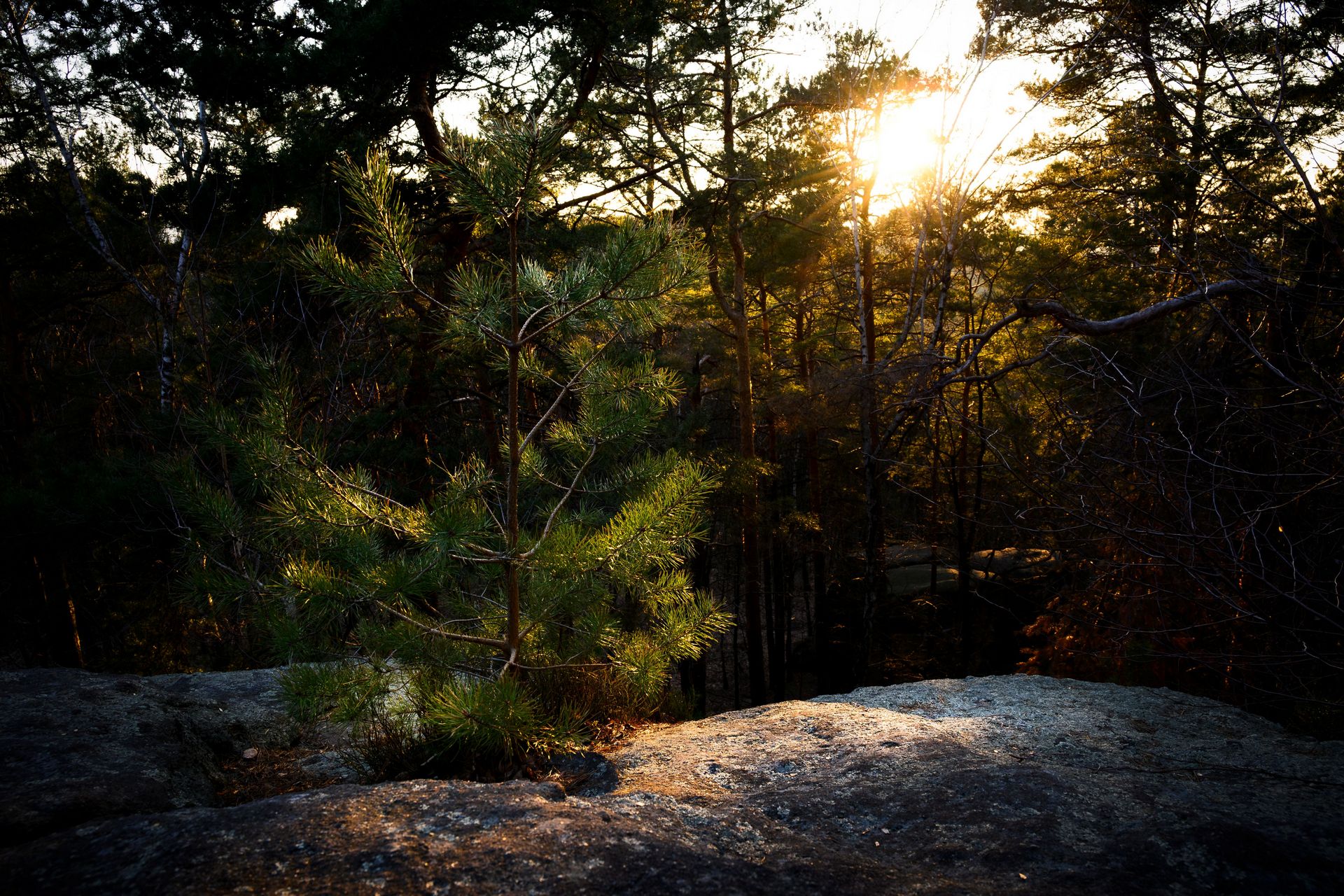 Życie na skale- wietrzenie biologiczne w praktyce
