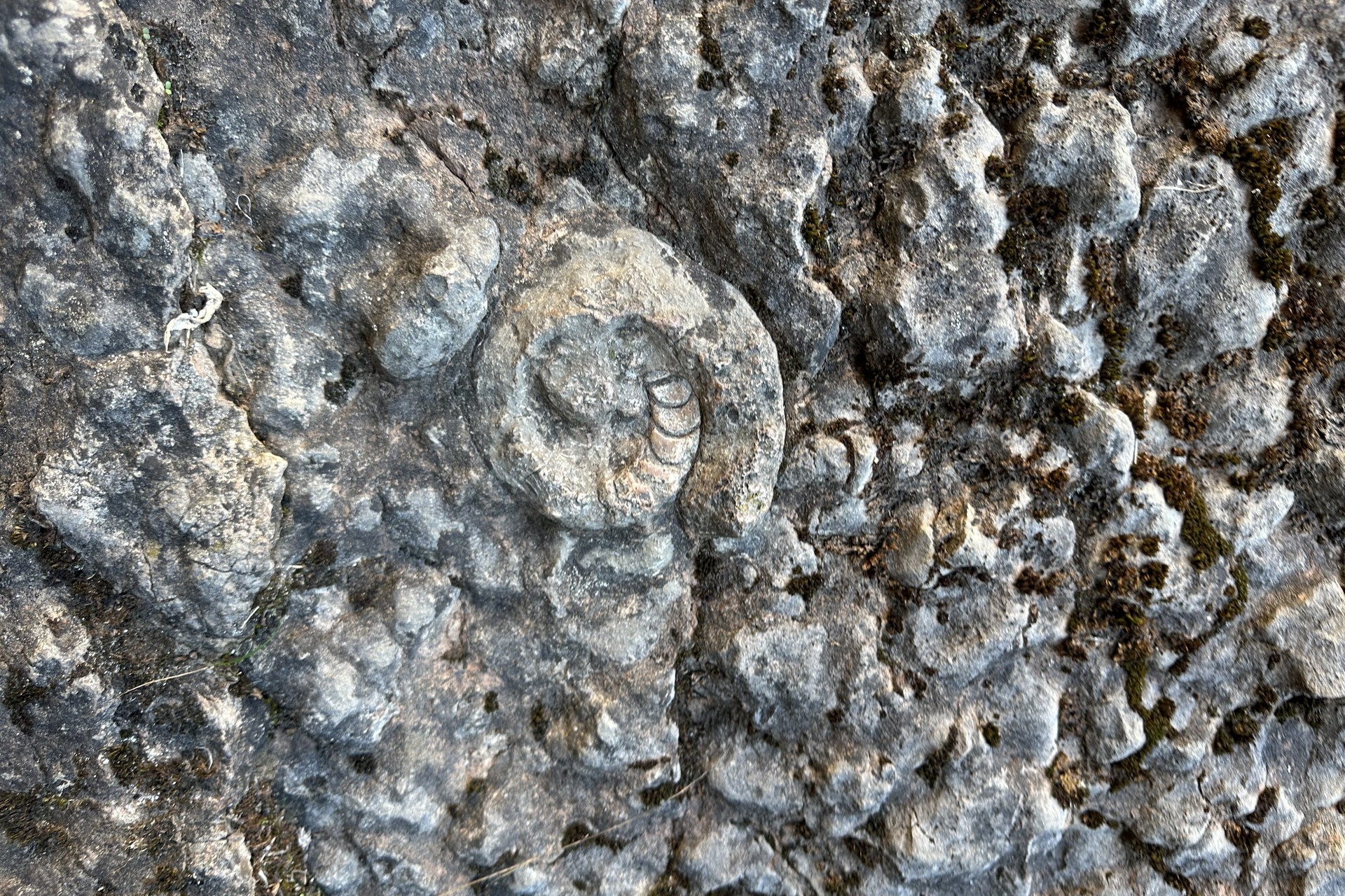 Skamieniała przeszłość