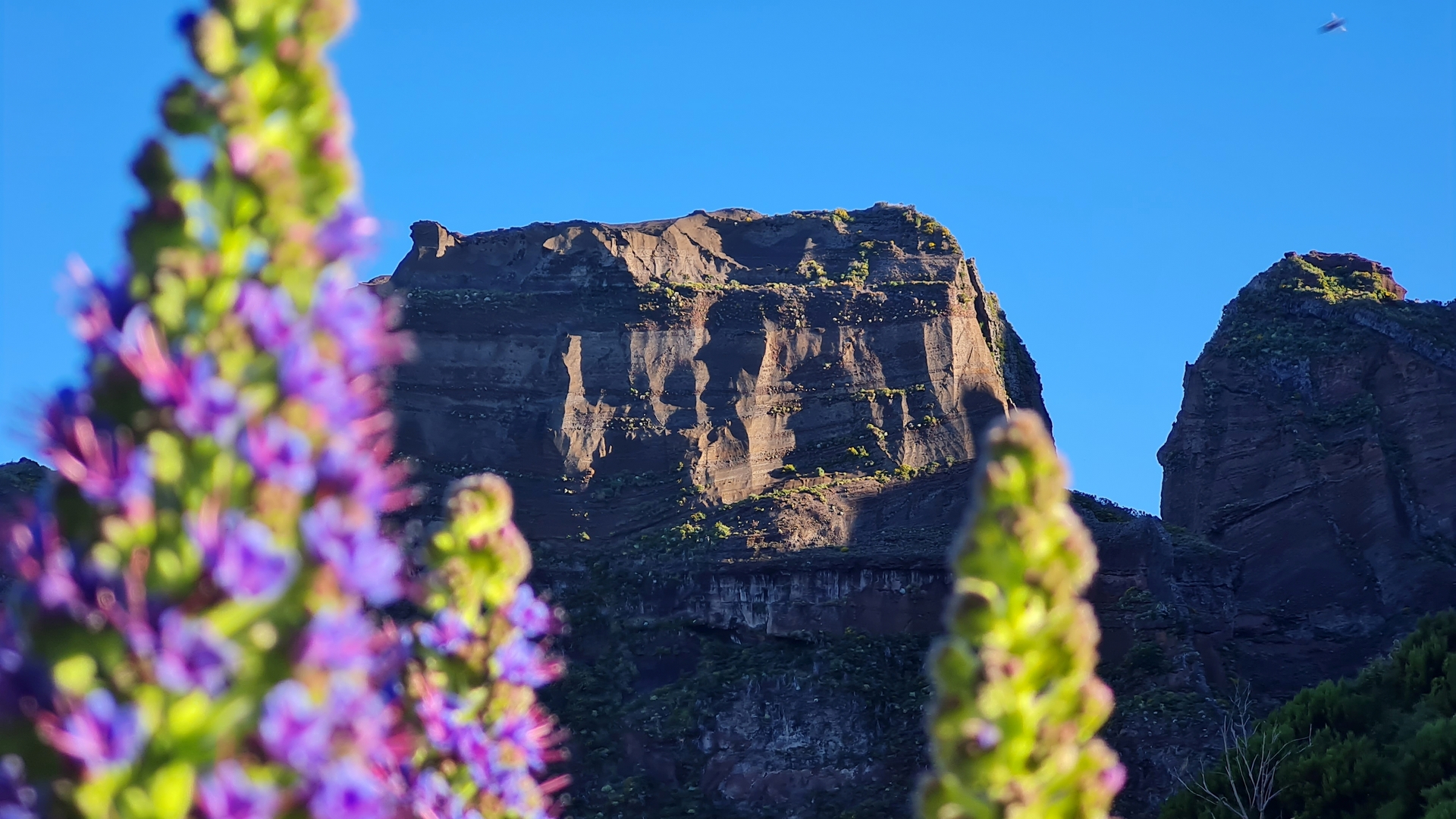 Skała wulkaniczna wraz z żmijowcem wspaniałym na Maderze w godzinach porannych