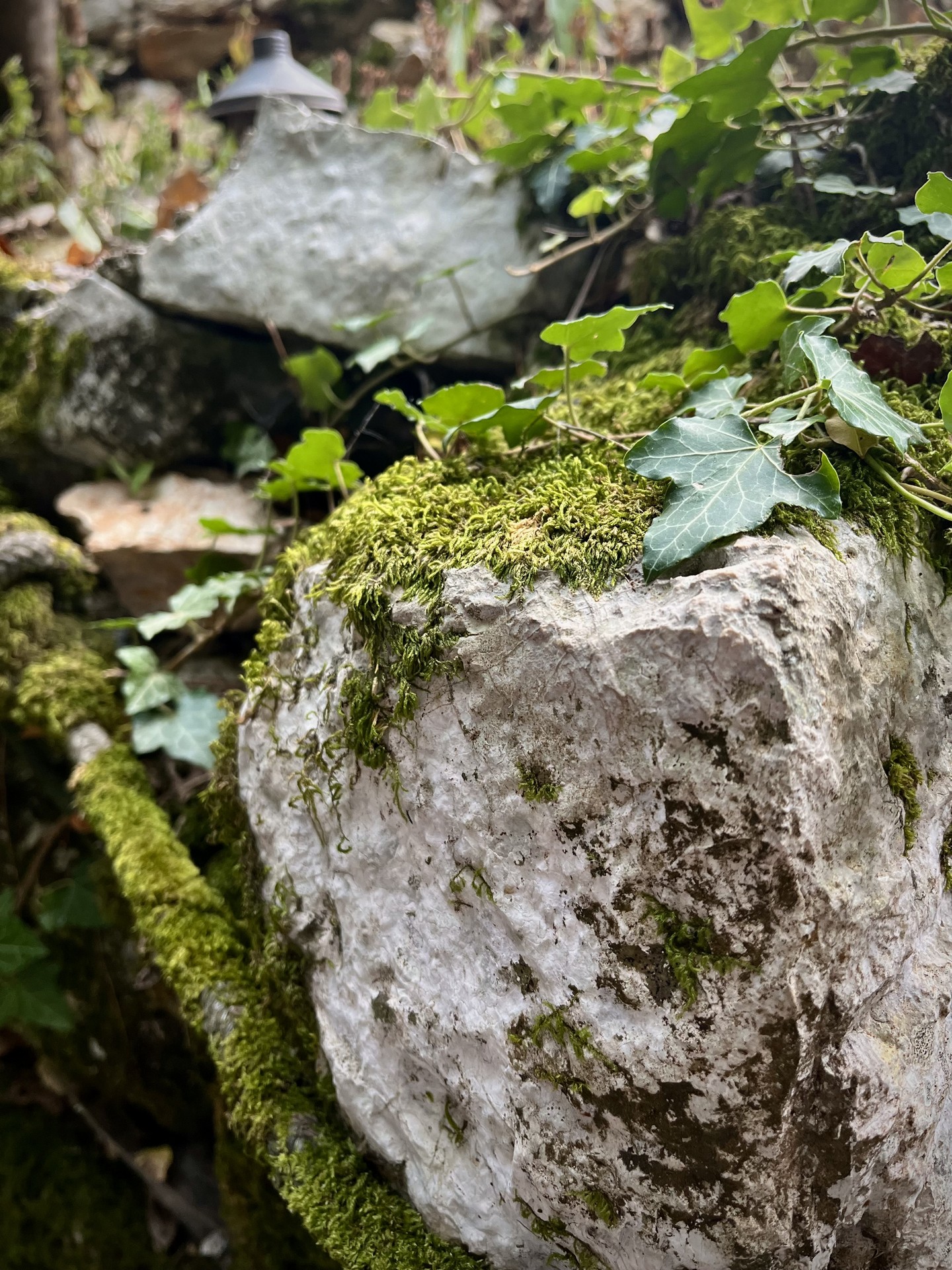 kała w objęciach zieleni