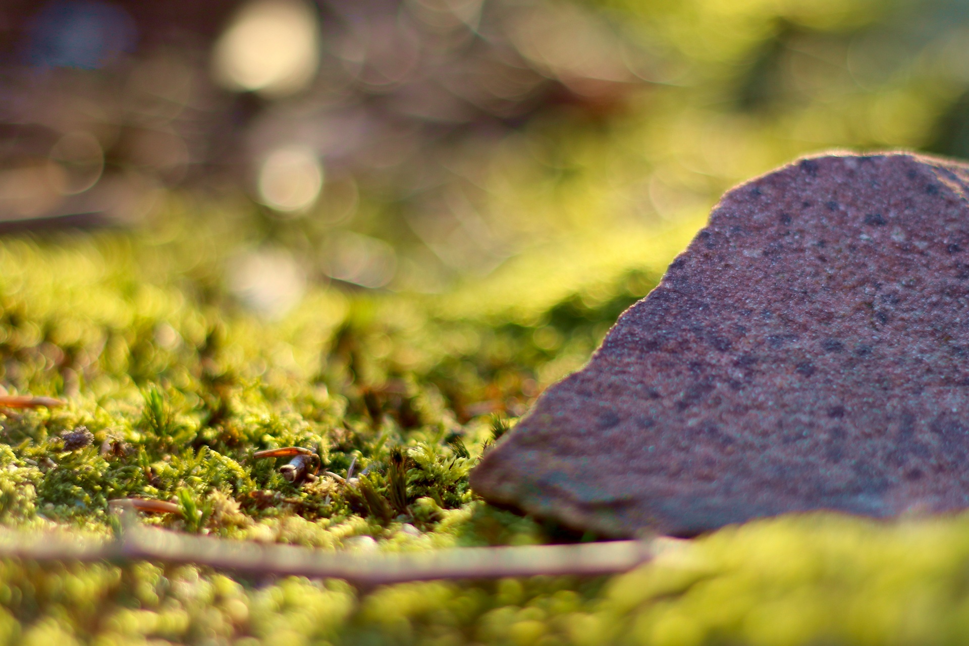 Kolory makro świata