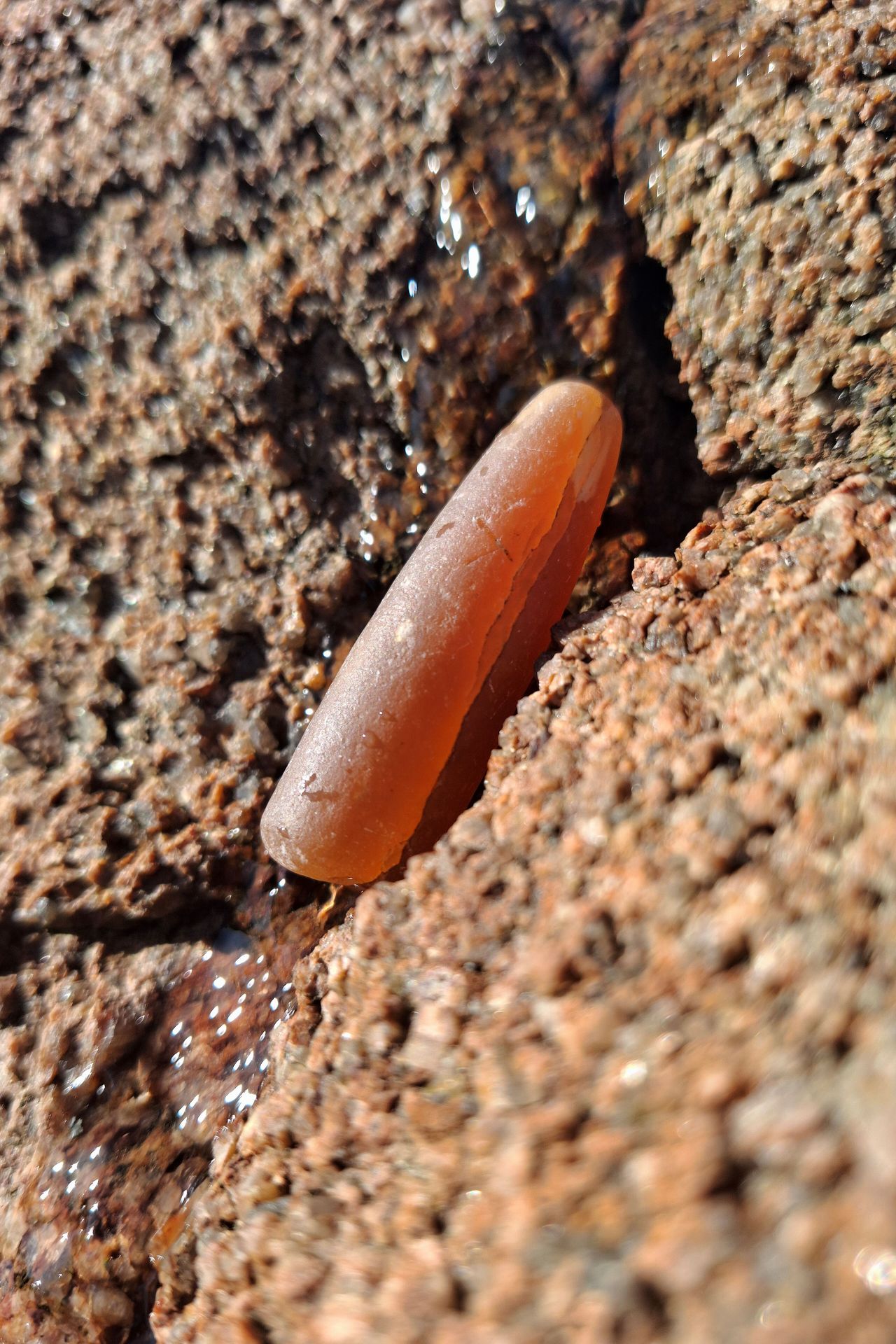 Skamieniała Marchew