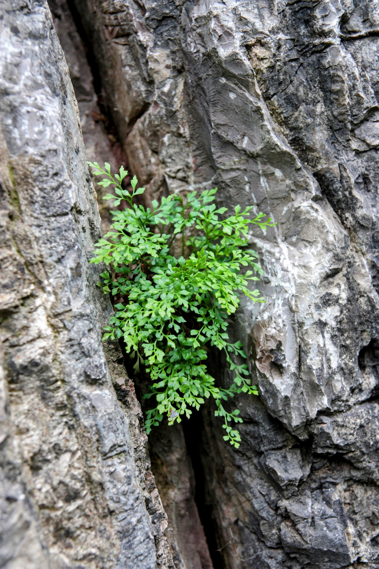  	 Życie pośród skał